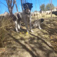 توله سک|سگ|کوهرنگ, |دیوار