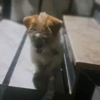 سگ شیتزو ماده|سگ|ماسال, |دیوار