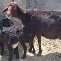 یک عدد میش و بره دوقلو غزل برای داشت