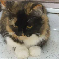 گربه پرشین ماده دارای شناسنامه پزشکی کاملآ دستی|گربه|بندر گناوه, |دیوار