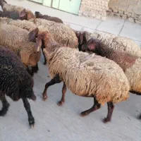 2عدد میش(تقریبا هرکدوم25خالص)|حیوانات مزرعه|خزل, |دیوار