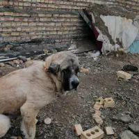 حیوان گمشده|حیوانات|گلبهار, شهر جدید گلبهار|دیوار