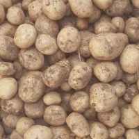 سیب زمینی سانته|گل و گیاه طبیعی|چادگان, |دیوار