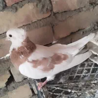 ی عدد کبوتر جوانه کاکل