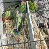 طوطی کوتوله برزیلی|پرنده|رودسر, |دیوار