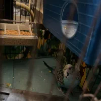 مرغ عشق دستی با قفس