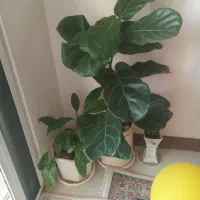 فروش فوری کل گل وگلدانها فقط ۲ملیون