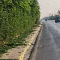 هرس شمشاد و انواع درختان با اره مخصوص