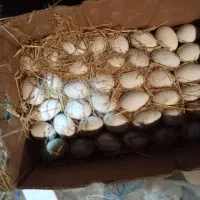 تخم مرغ گلین. گردن لخت محلی اصیل
