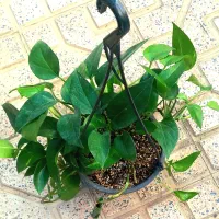 گل اپارتمانی اویز|گل و گیاه طبیعی|اهر, |دیوار