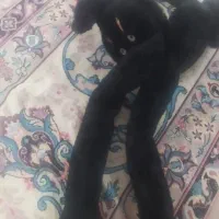 گوشبند|زیورآلات و اکسسوری|خشکبیجار, |دیوار