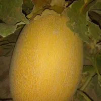 خربزه آتشی تینا