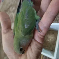 جوجه کوتوله|پرنده|مشهد, شهید مطهری|دیوار