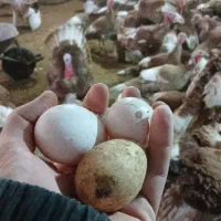 بوقلمون تخمگذار بوربون