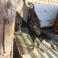 جوجه ی لاری