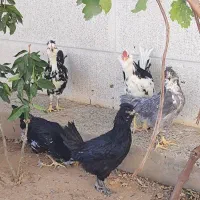 گلین لری|حیوانات مزرعه|زرقان, |دیوار