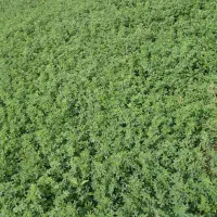 یونجه کرتی (خور) موجود است