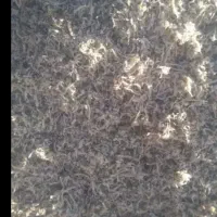 فروش تفاله چغندر ارسال به سراسر کشور|عمدهفروشی|مشگین شهر, |دیوار