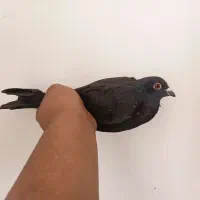 کفتر غربی گیری شده  کفتر زرنگی سالمم