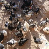 مرغ وخروس گلین