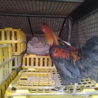 مرغ و خروس|حیوانات مزرعه|خمینی‌شهر, |دیوار