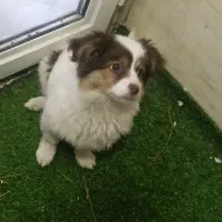 واگذاری|سگ|فولادشهر, C1|دیوار