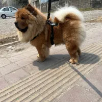 چاو چاو پرتقالی با پنچه های شاه توله|سگ|رشت, معلم|دیوار