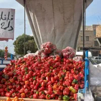 فلفل دلمه رنگی