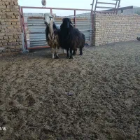 بره.وچپش آلپایین