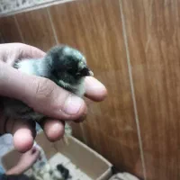 جوجه کوشین پاپر|حیوانات مزرعه|پاکدشت, خاتون آباد|دیوار