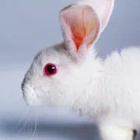 خرگوش چش شرابی