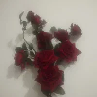 گل رز ۸گل.گل ارکیده