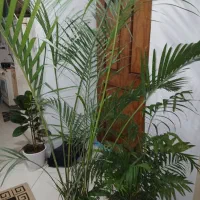 گل و گیاه، اریکا|گل و گیاه طبیعی|رشت, جهاد|دیوار