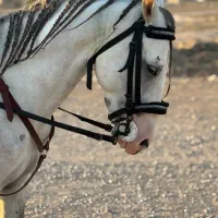 اسب فروشی