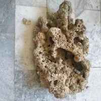 صخره مرجانی تصفیه شده مرده و نمک ابشور|ماهی|پردیس, فاز ۴|دیوار