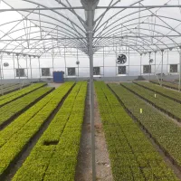 گلخانه فعال 6هزارمتر سالن 3هزارمتر جاده سلماس