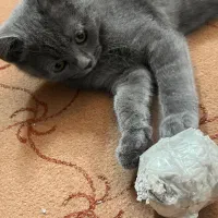 بریتیش بلو|گربه|اردکان, |دیوار