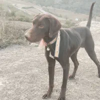 توله‌شکاری‌دنبلانی