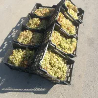 انگور شیره