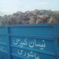 چغندر دامی وقند