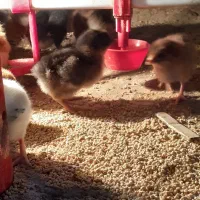 جوجه مرغ گلپایگان ۳ روز