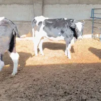 گاو و گوساله|حیوانات مزرعه|نیشابور, مازول|دیوار