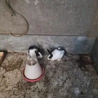 خرگوش