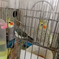 عروس هلندی مولد|پرنده|دهلران, |دیوار