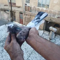 کفتر|پرنده|شراء, |دیوار