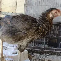 مرغ معامله با مرغ عشق ، فنچ|حیوانات مزرعه|ایرانشهر, |دیوار