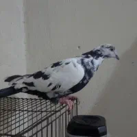 کبوتر