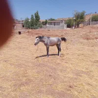 اسب