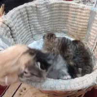 گربه رایگانه