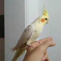 طوطی عروس هلندی های سخنگو و رام رنگبندی مختلف